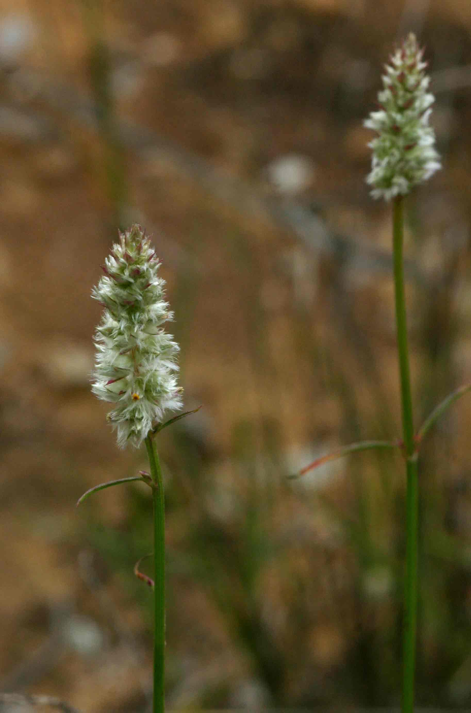 Kyphocarpa angustifolia