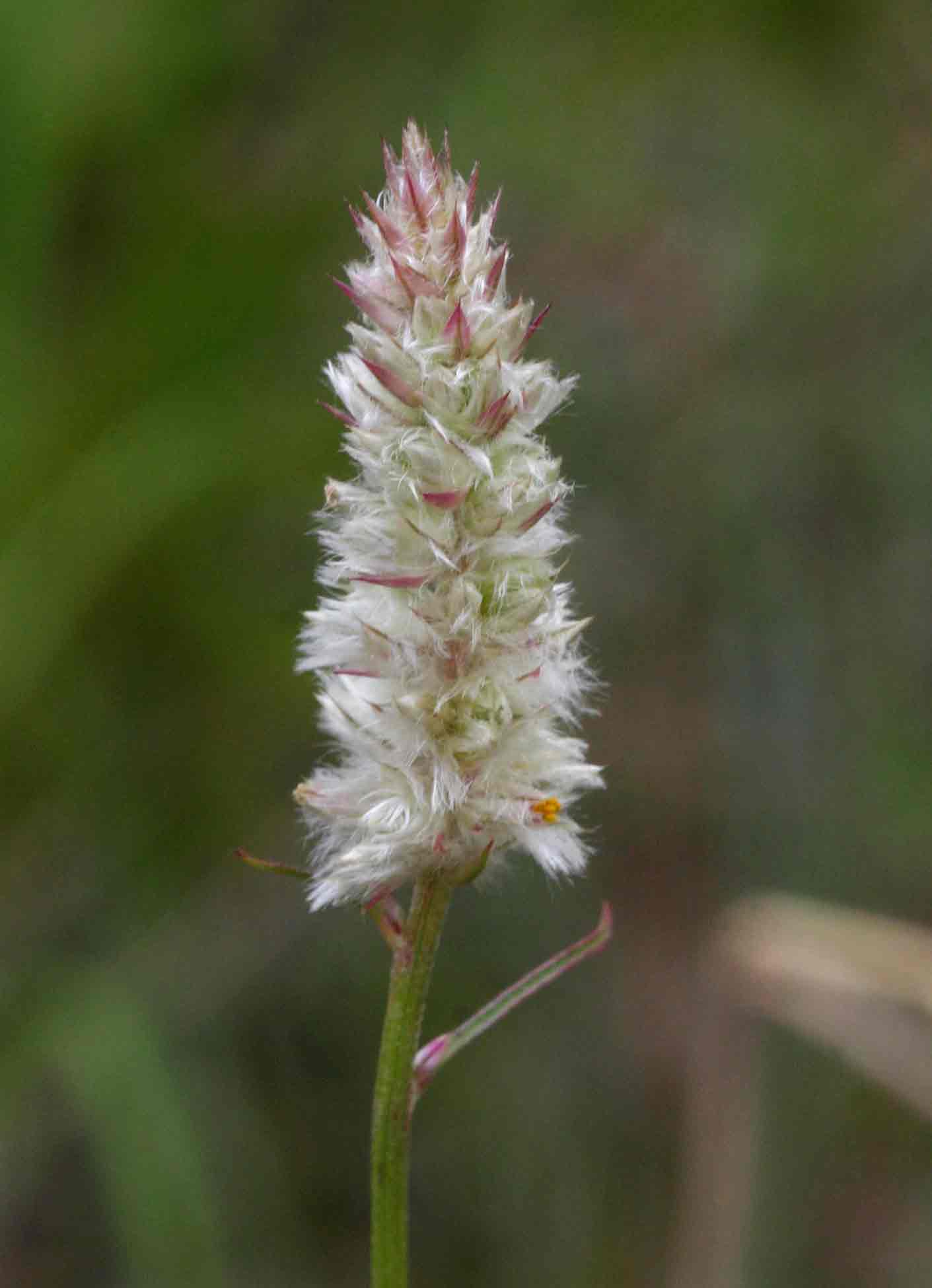 Kyphocarpa angustifolia