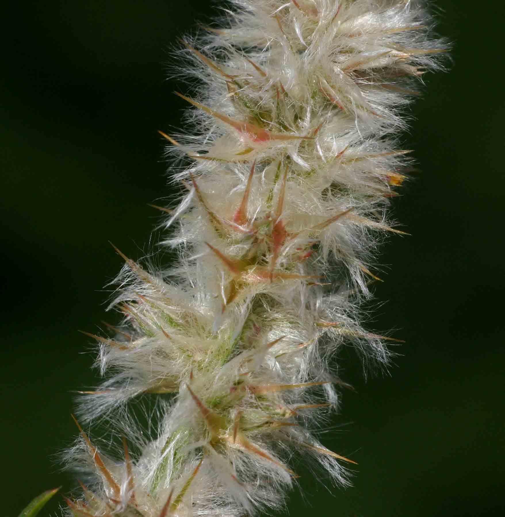 Kyphocarpa angustifolia