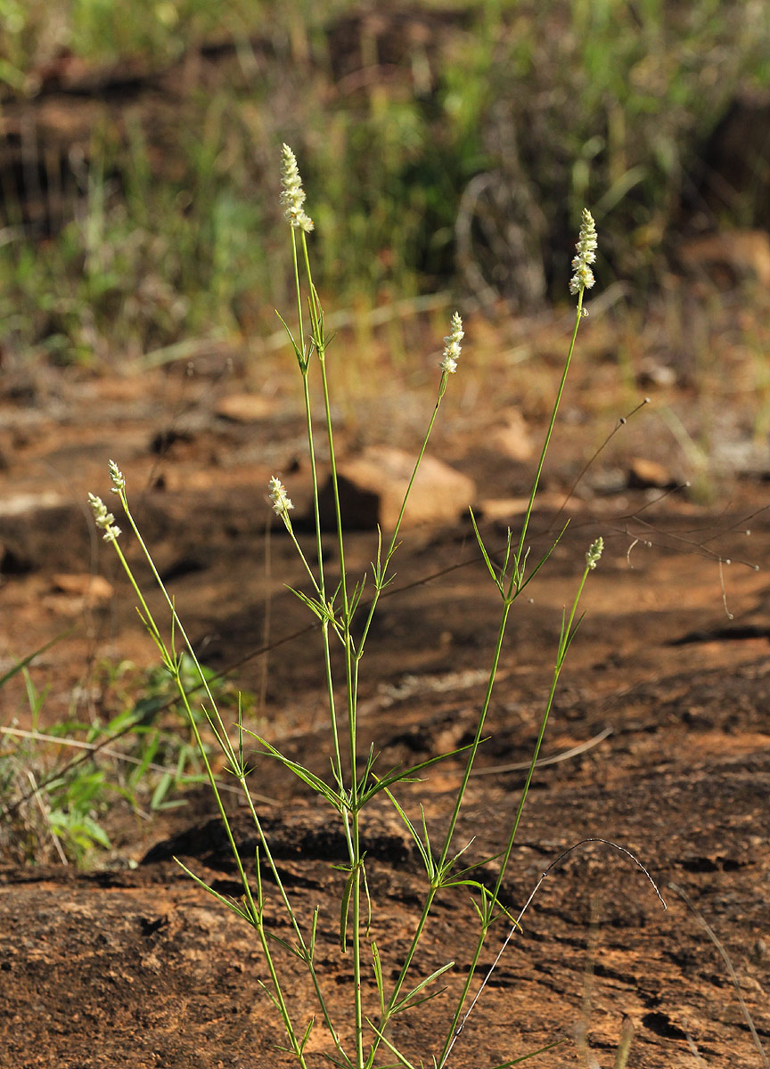 Kyphocarpa angustifolia Kyphocarpa angustifolia