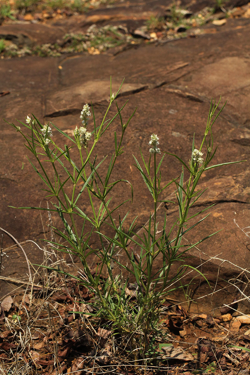 Kyphocarpa angustifolia