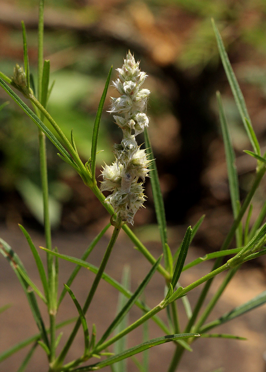 Kyphocarpa angustifolia