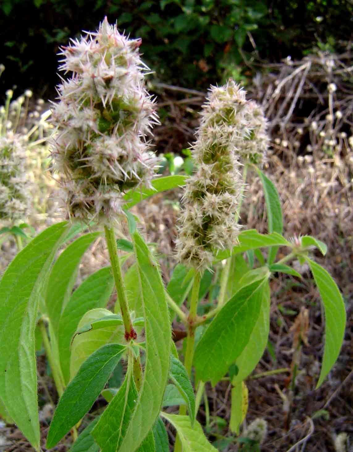 Cyathula orthacantha