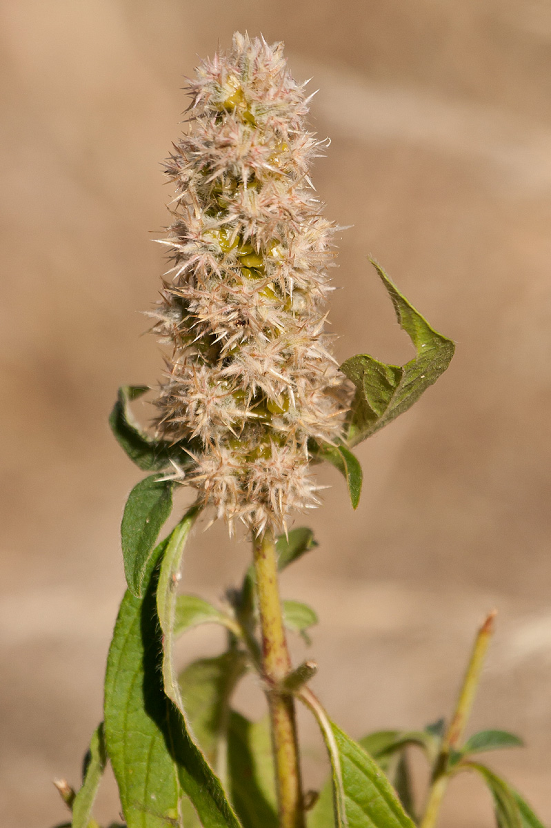 Cyathula orthacantha