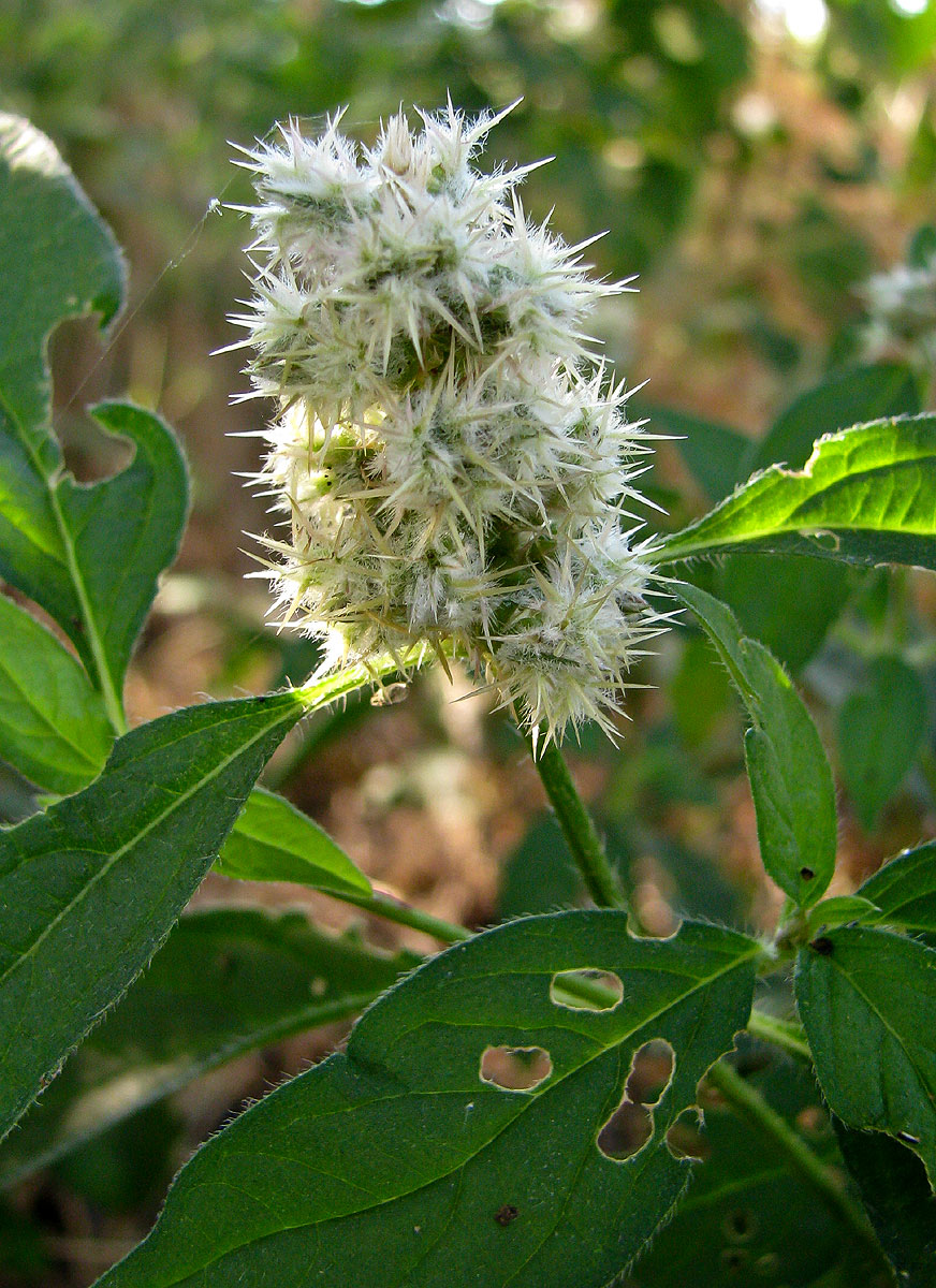 Cyathula orthacantha