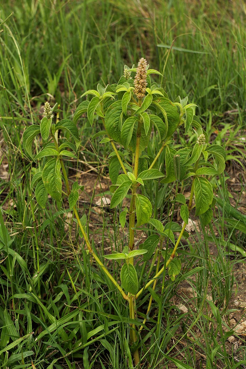 Cyathula orthacantha Cyathula orthacantha