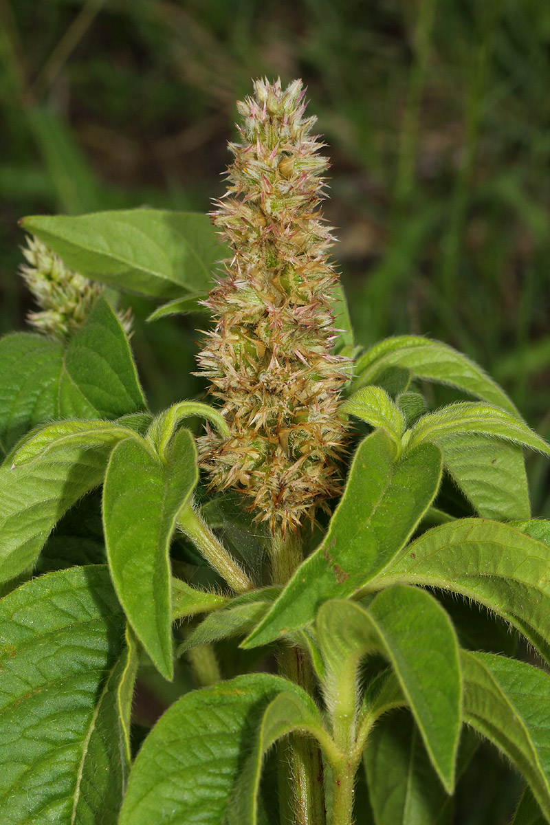 Cyathula orthacantha Cyathula orthacantha