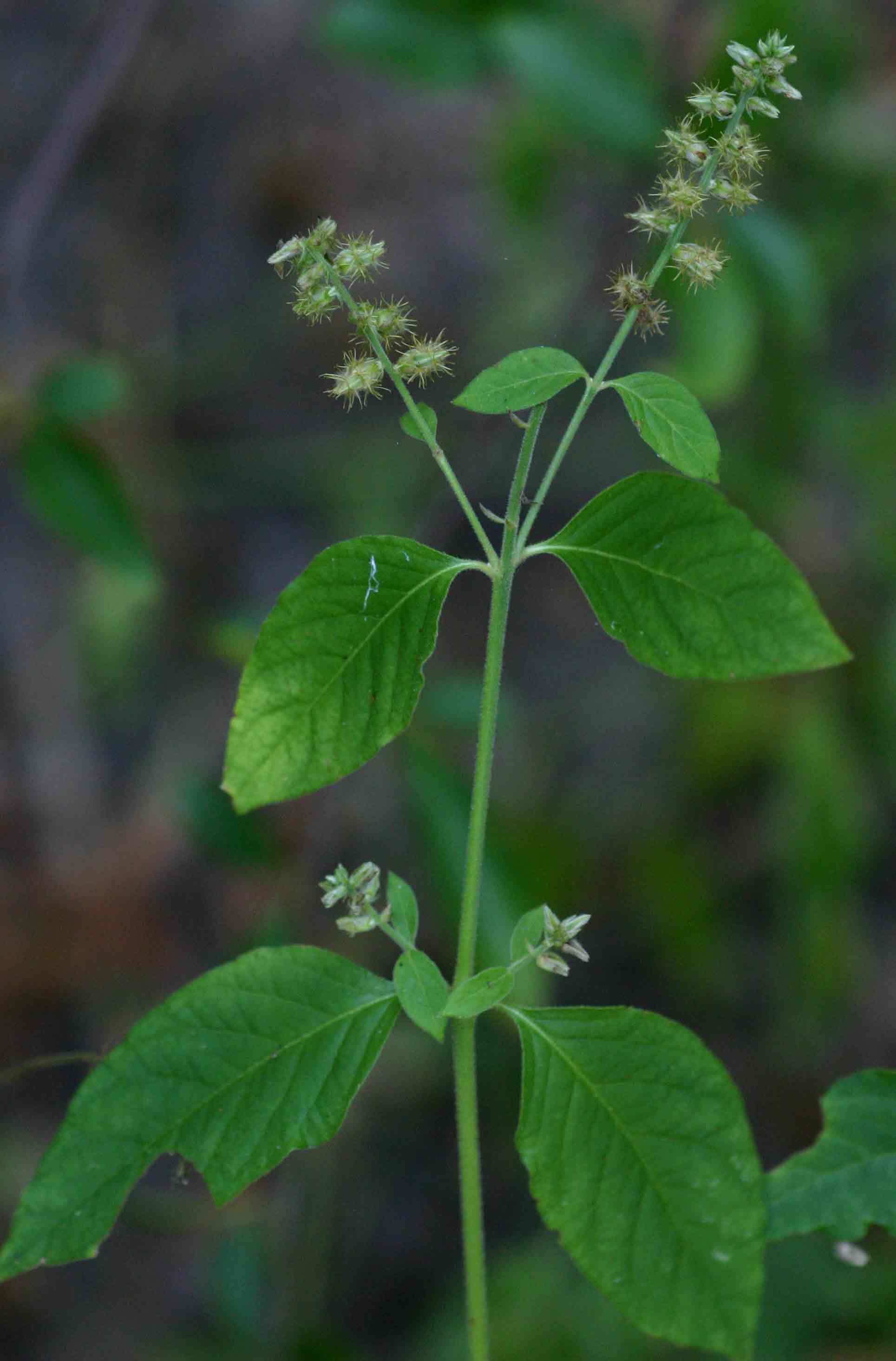 Pupalia lappacea var. velutina Pupalia lappacea var. velutina