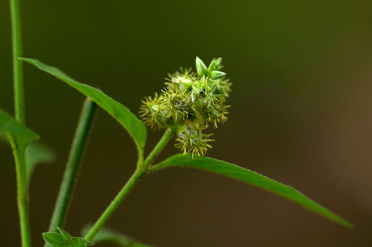Pupalia lappacea var. velutina