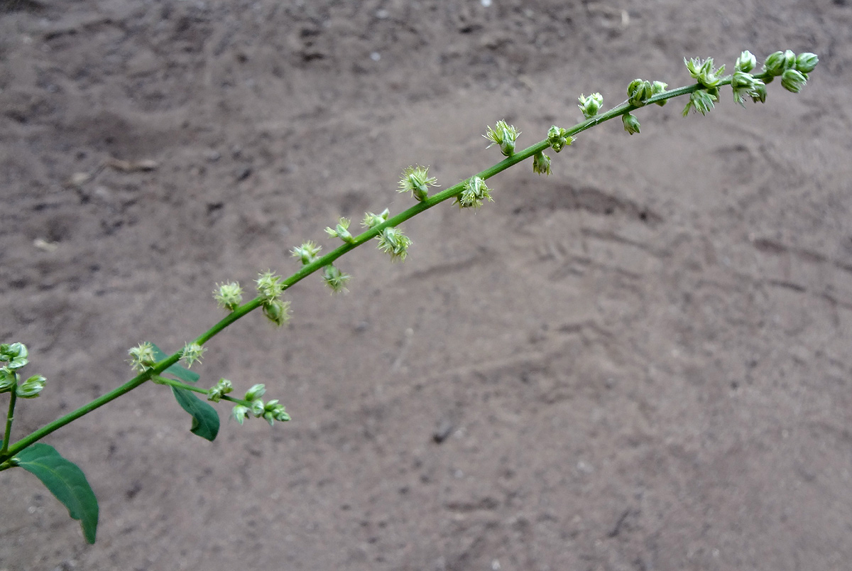 Pupalia lappacea var. velutina