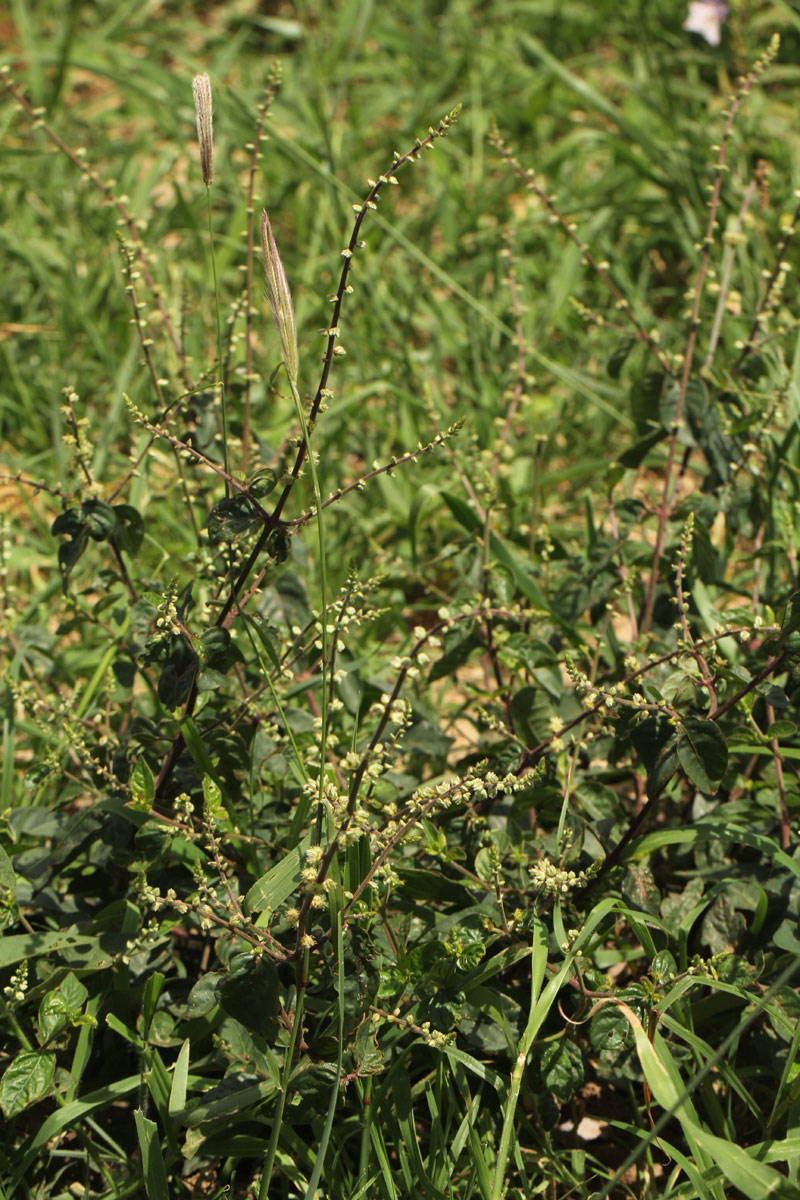 Pupalia lappacea var. velutina