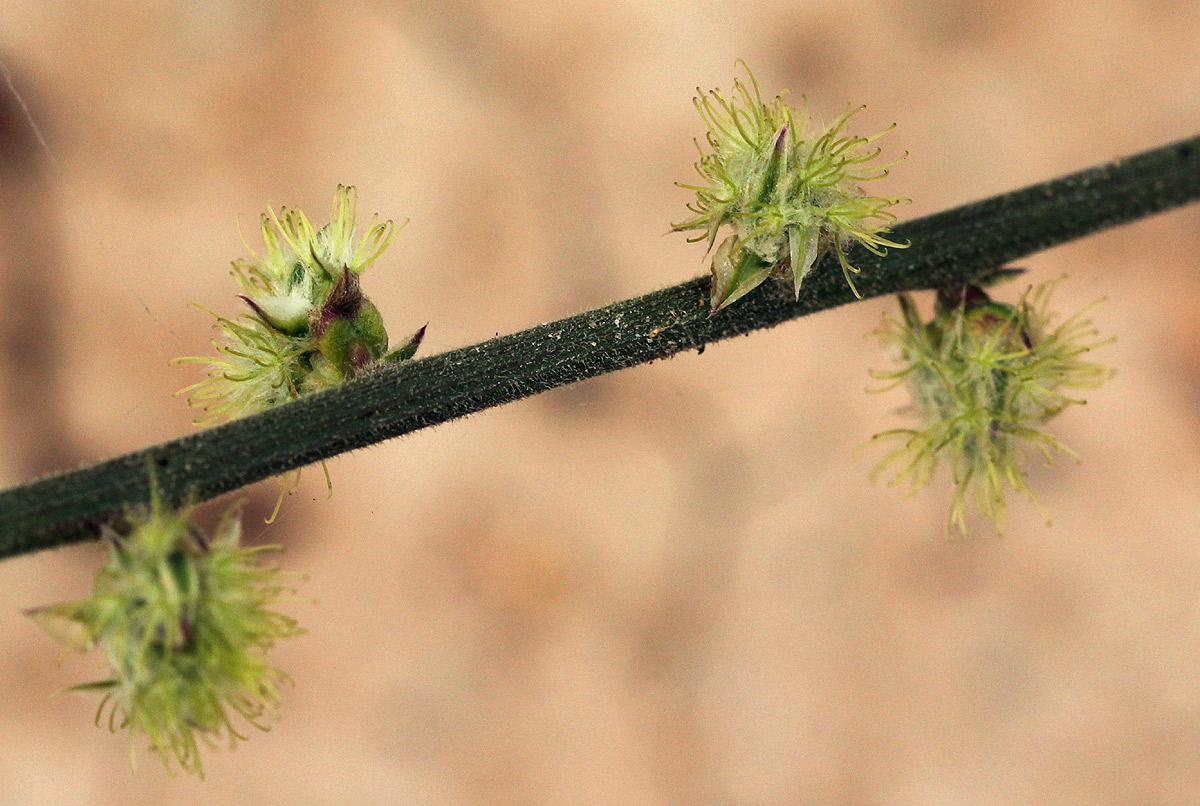 Pupalia lappacea var. velutina Pupalia lappacea var. velutina