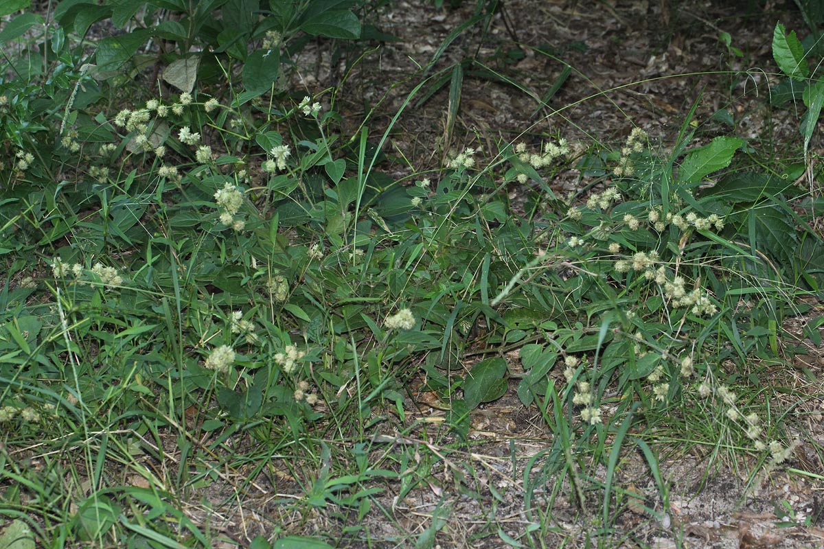 Pupalia lappacea var. velutina Pupalia lappacea var. velutina