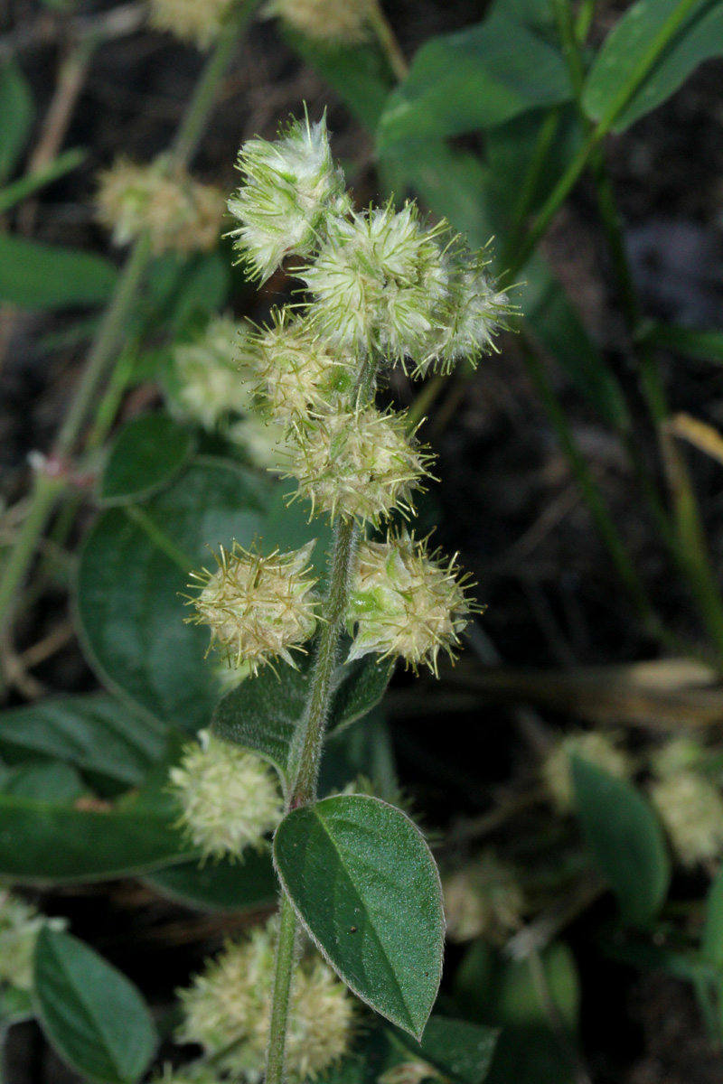 Pupalia lappacea var. velutina Pupalia lappacea var. velutina