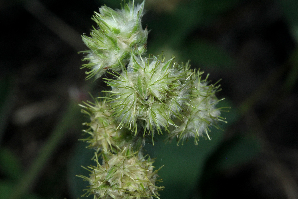 Pupalia lappacea var. velutina Pupalia lappacea var. velutina