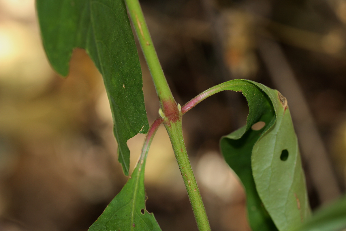 Pupalia lappacea var. velutina
