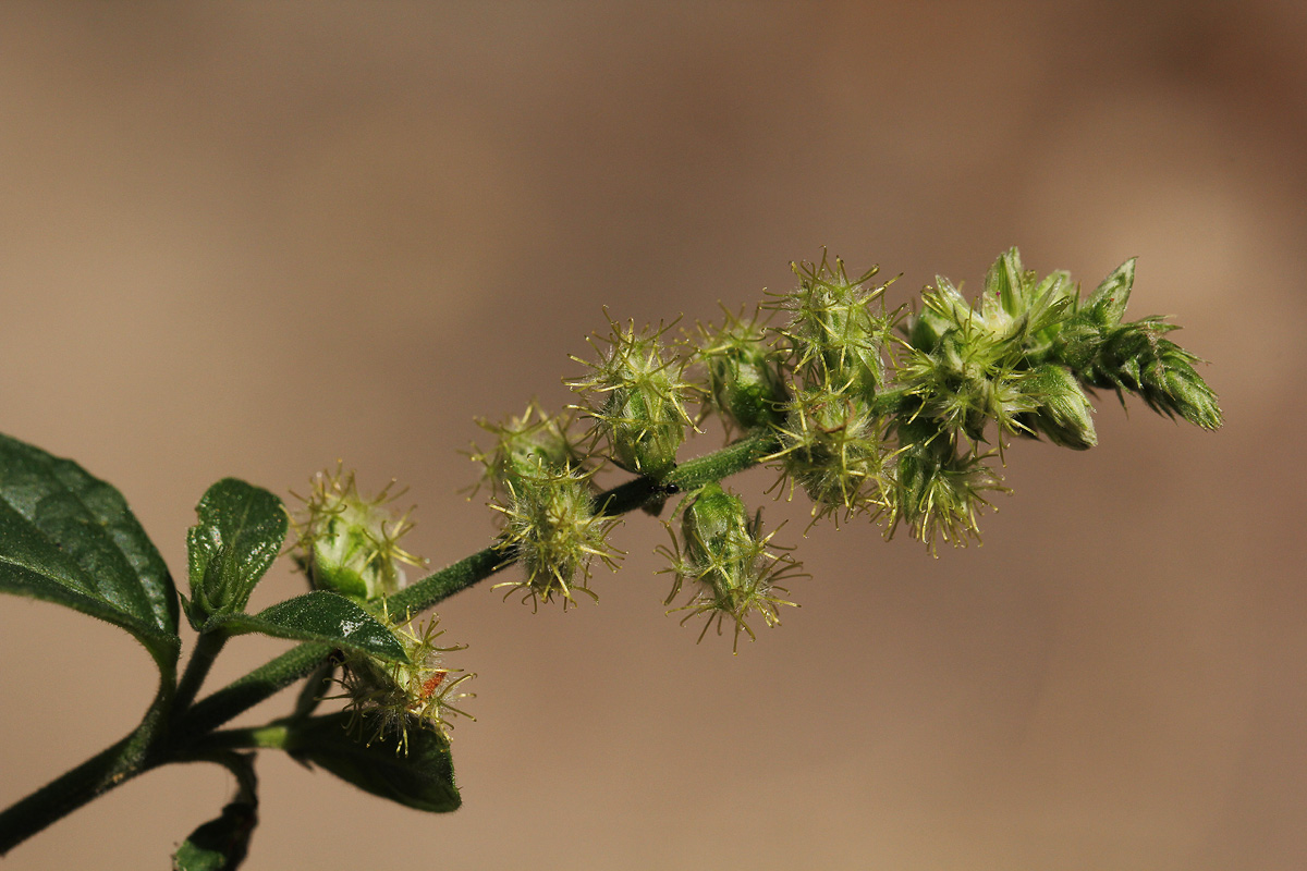 Pupalia lappacea var. velutina