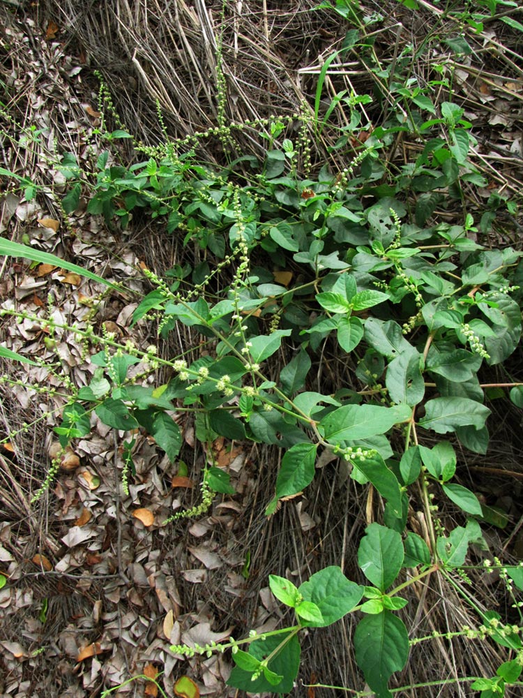 Pupalia lappacea var. velutina
