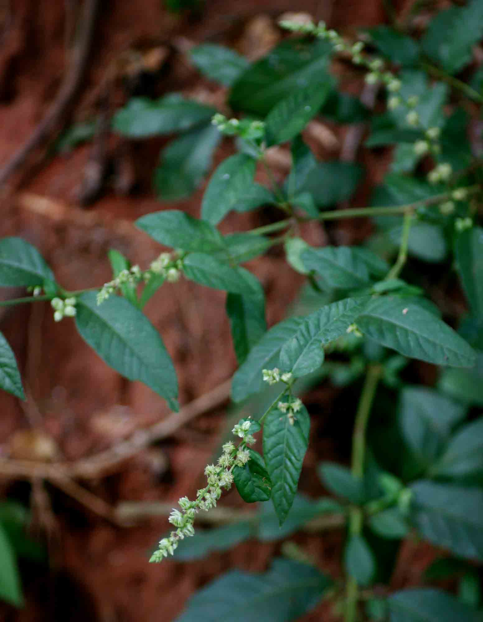 Pupalia lappacea var. velutina Pupalia lappacea var. velutina