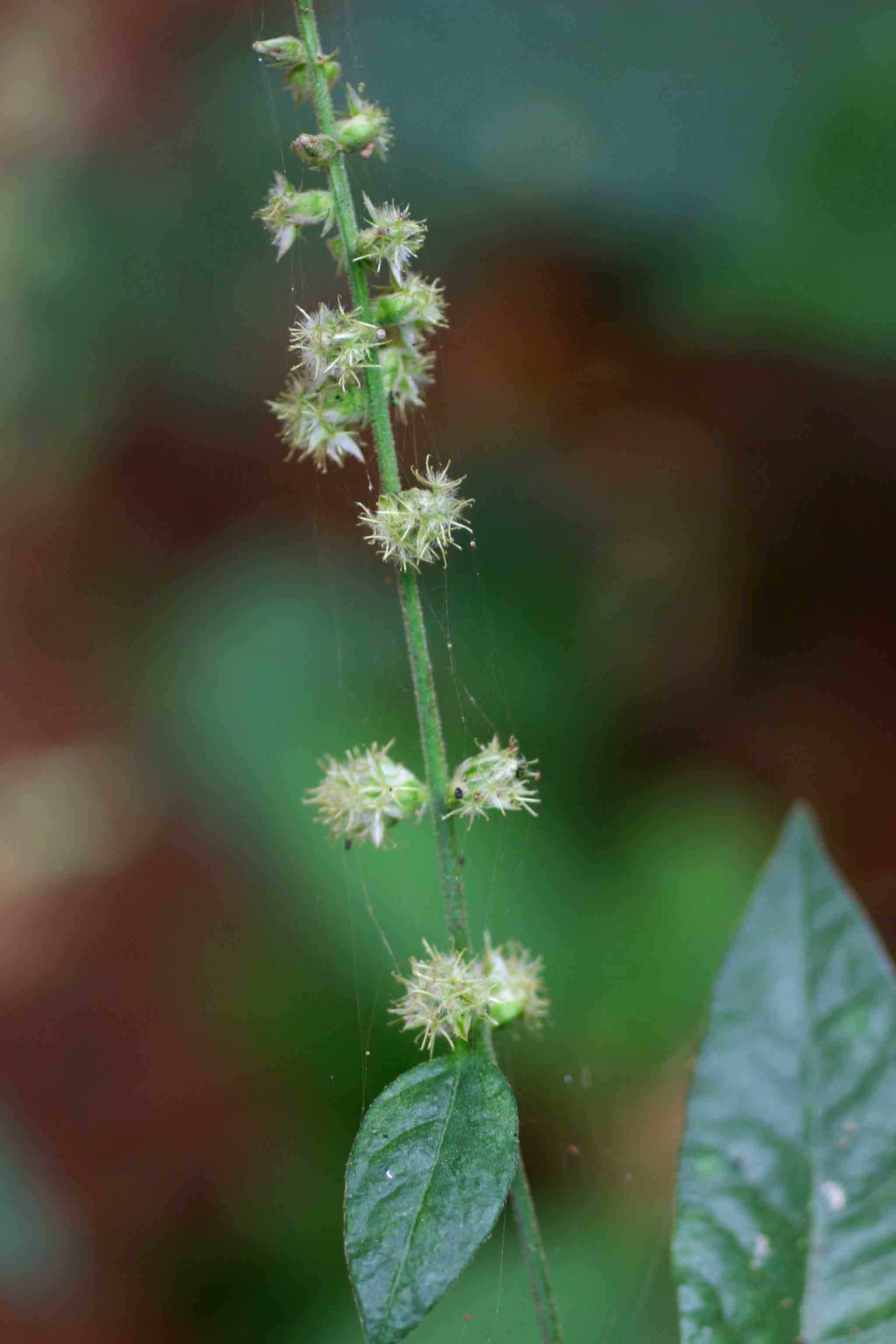 Pupalia lappacea var. velutina