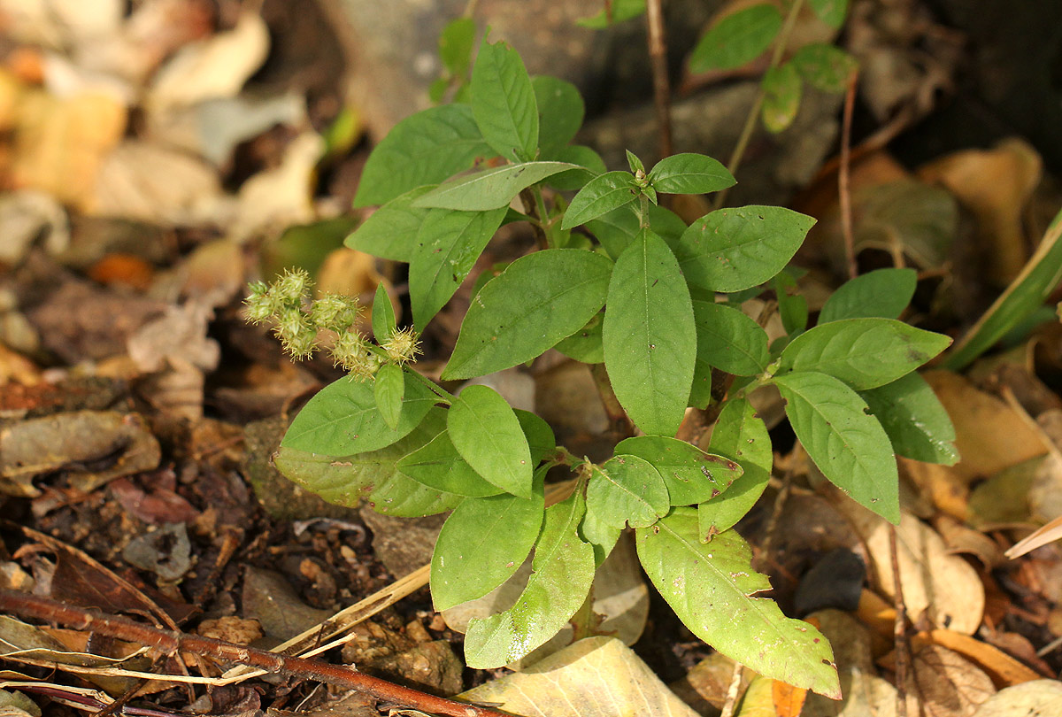 Pupalia lappacea var. velutina Pupalia lappacea var. velutina