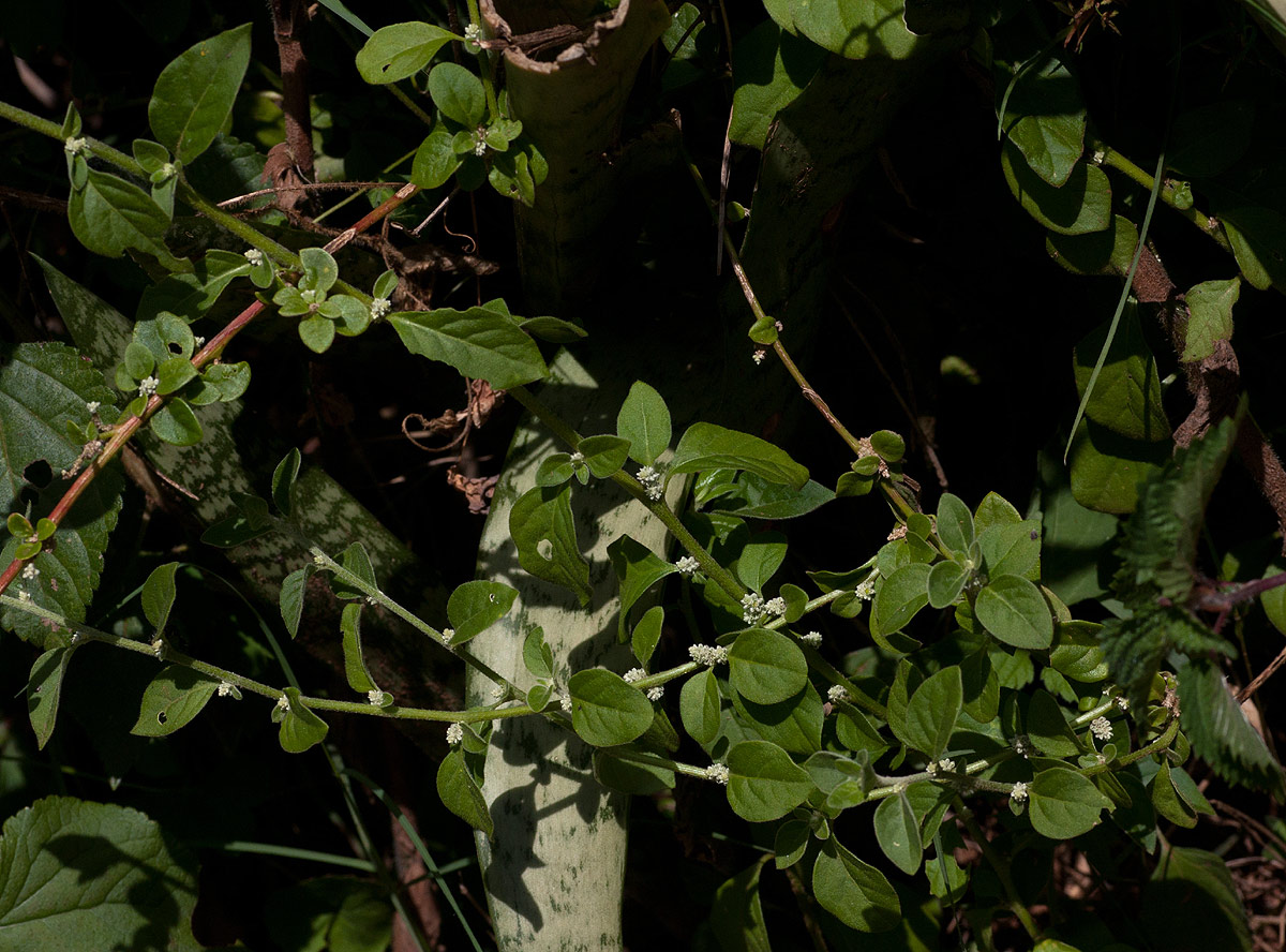 Aerva lanata Aerva lanata