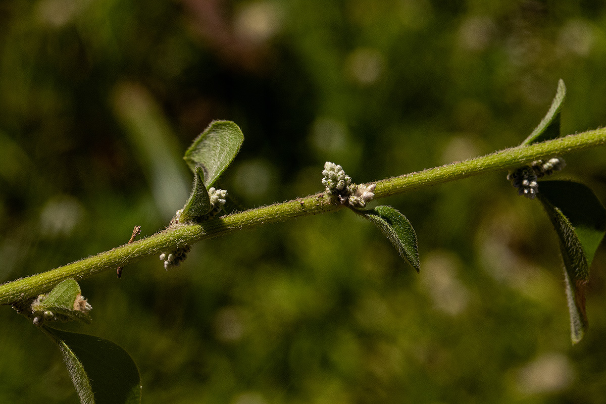 Aerva lanata Aerva lanata