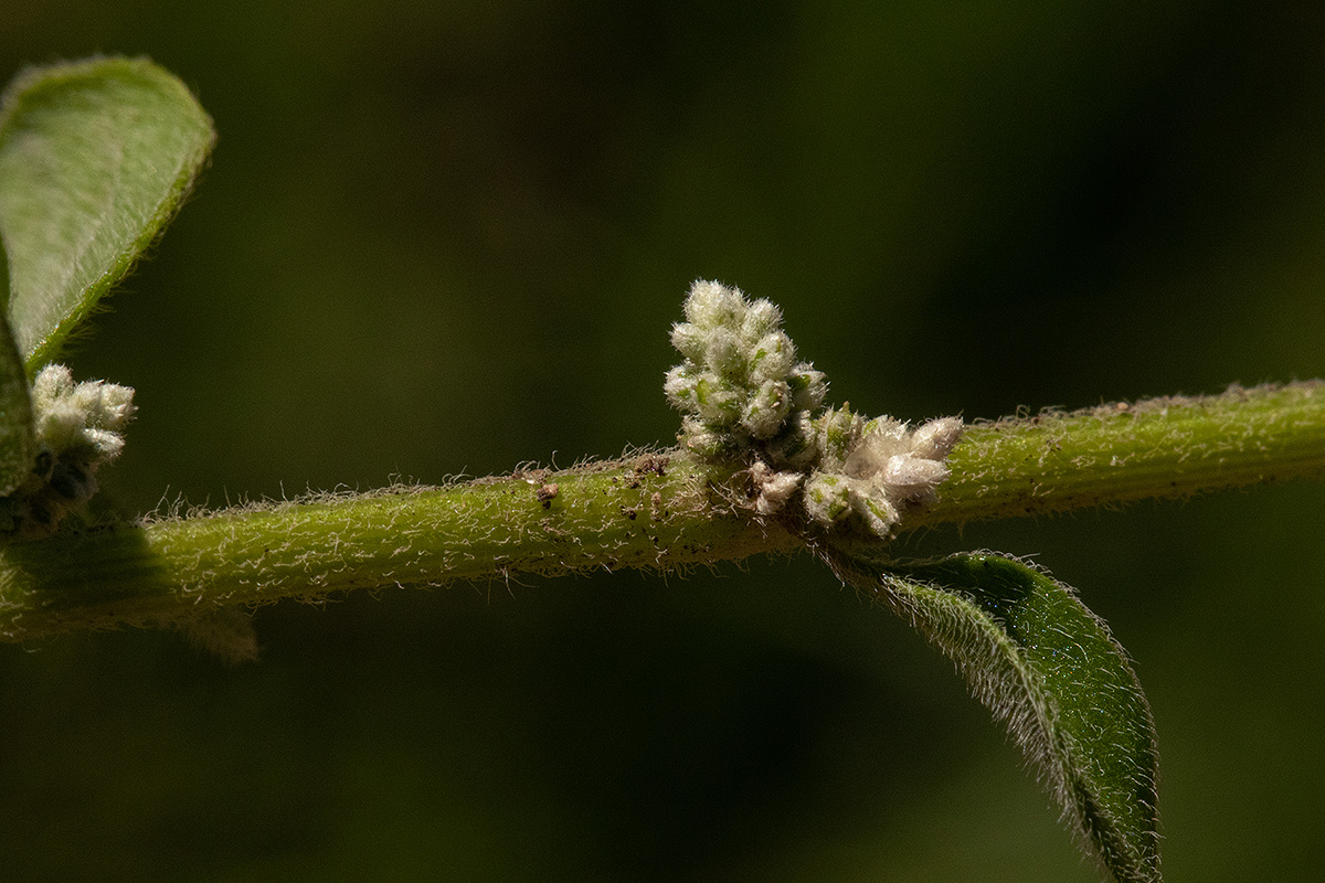 Aerva lanata Aerva lanata