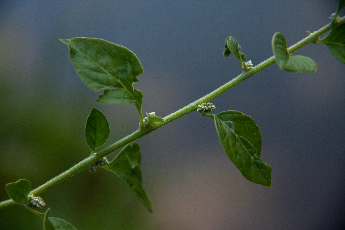 Aerva lanata Aerva lanata