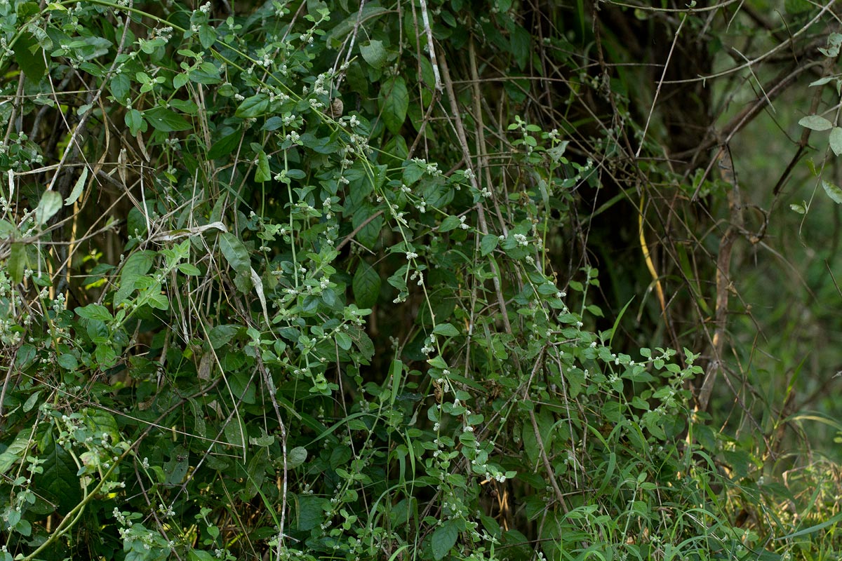 Aerva lanata Aerva lanata