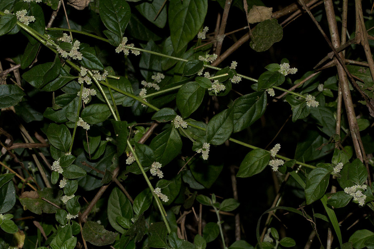 Aerva lanata Aerva lanata