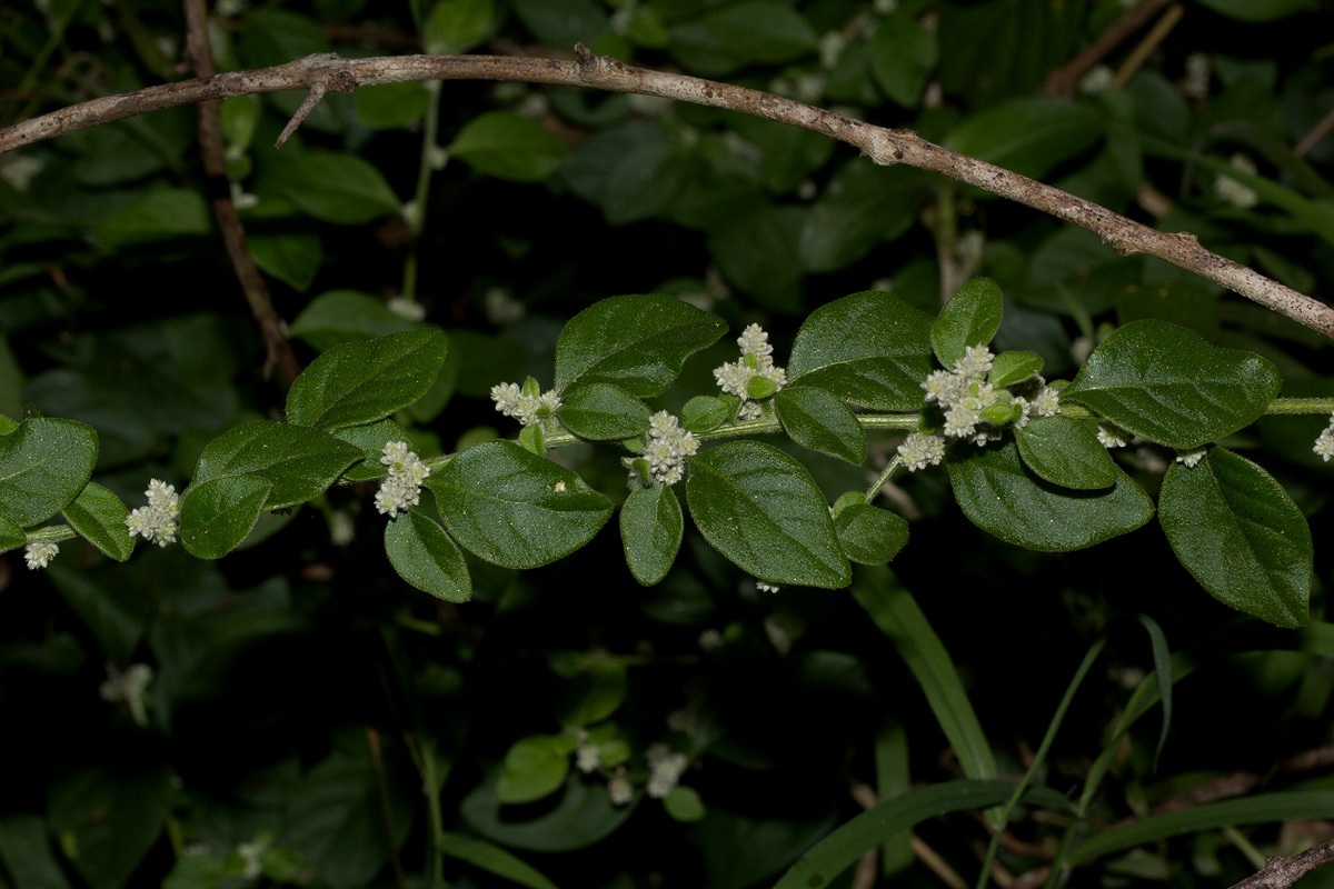 Aerva lanata Aerva lanata