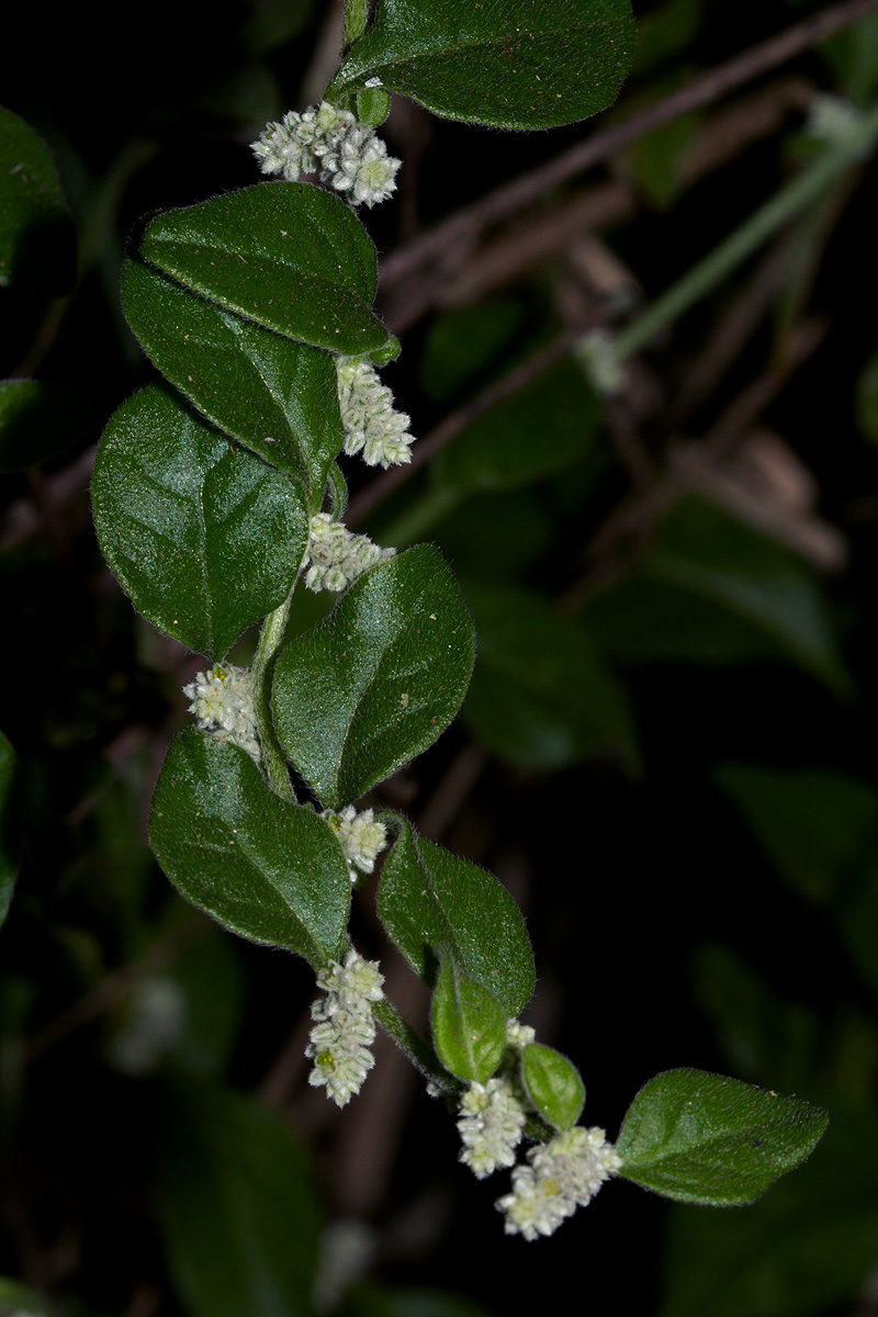 Aerva lanata Aerva lanata