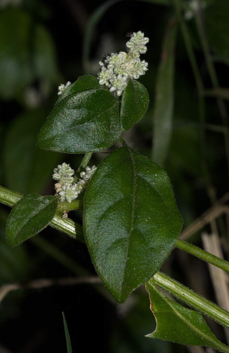 Aerva lanata Aerva lanata
