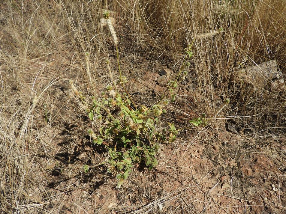 Pandiaka rubrolutea Pandiaka rubrolutea