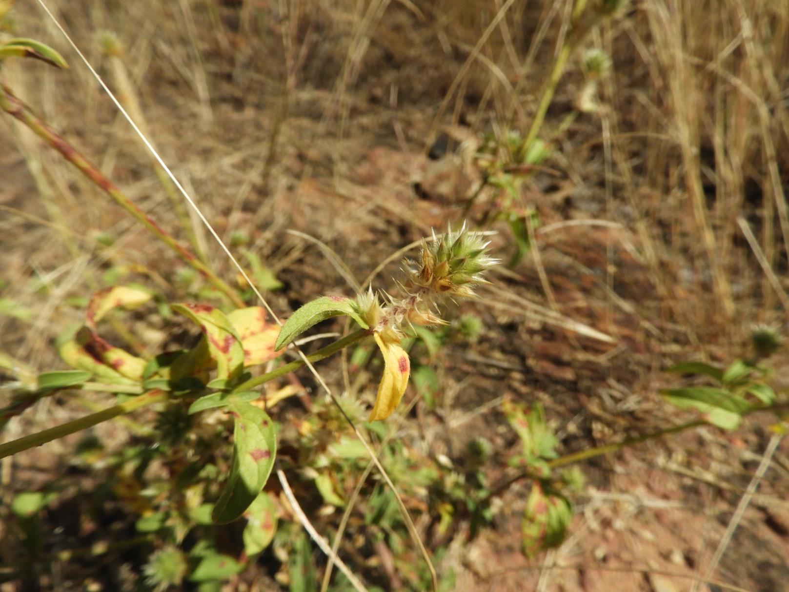 Pandiaka rubrolutea