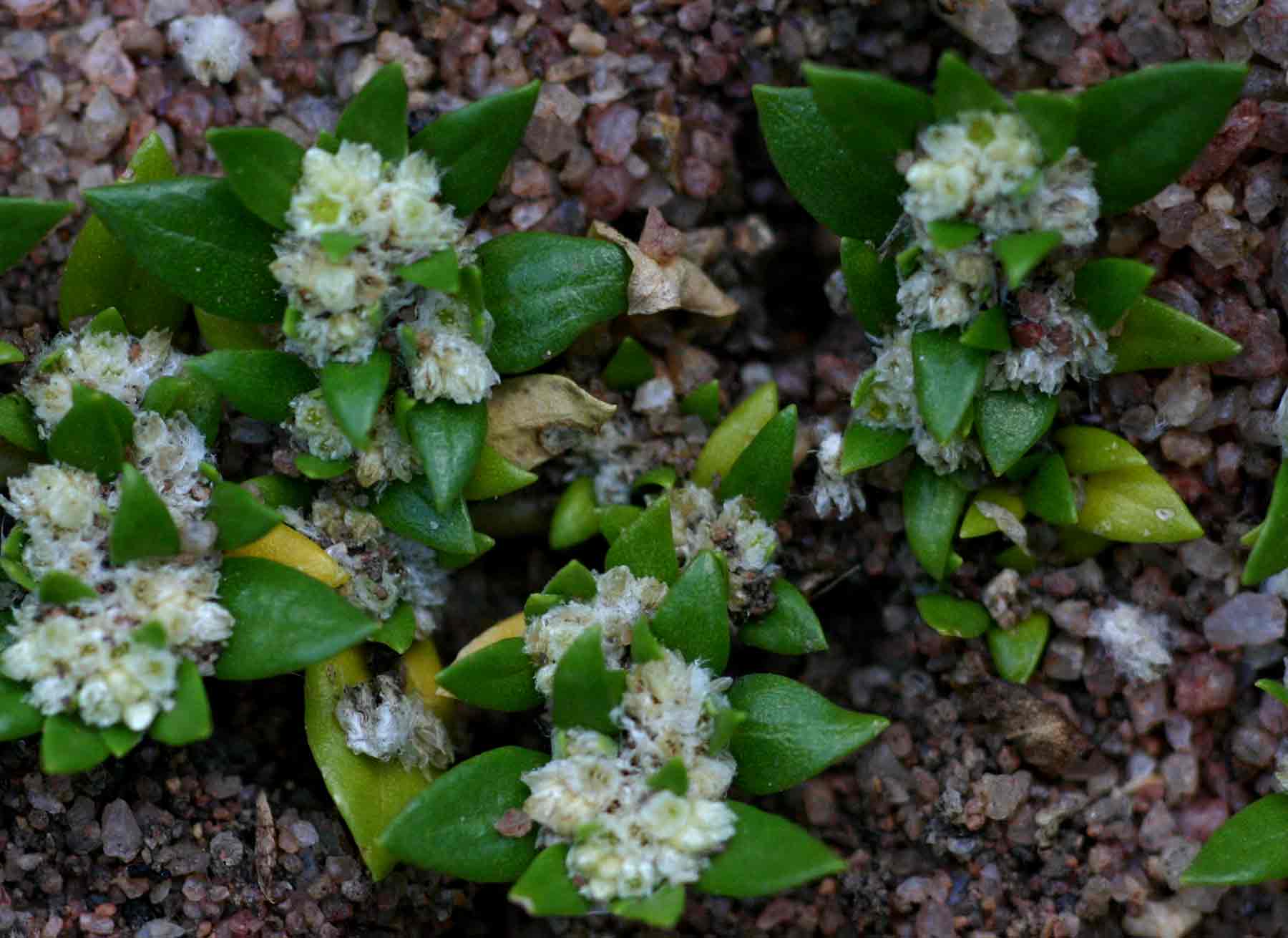 Guilleminea densa Guilleminea densa