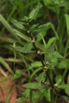 Alternanthera sessilis