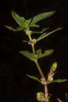 Alternanthera sessilis