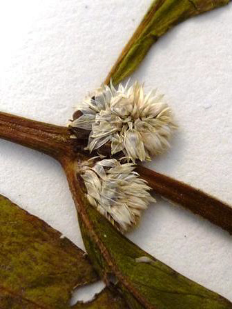 Alternanthera sessilis