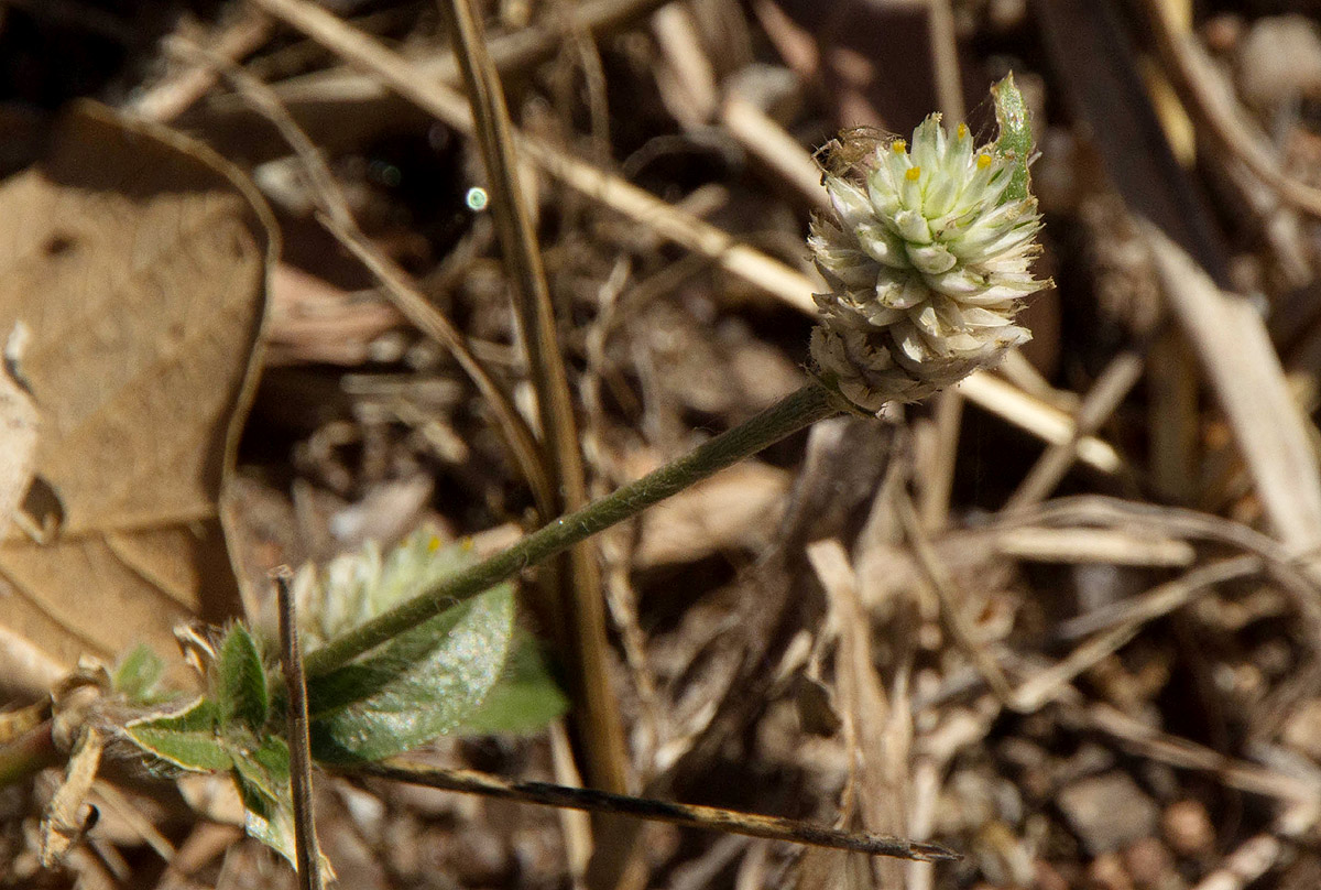 Gomphrena celosioides Gomphrena celosioides