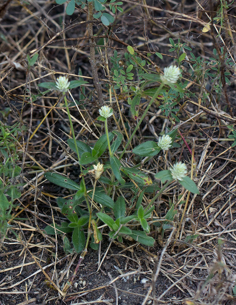 Gomphrena celosioides Gomphrena celosioides