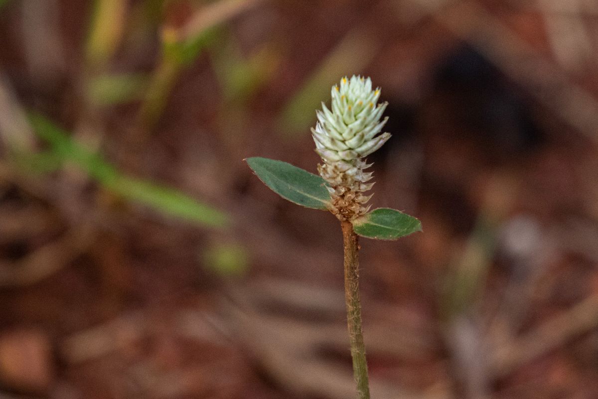 Gomphrena celosioides Gomphrena celosioides