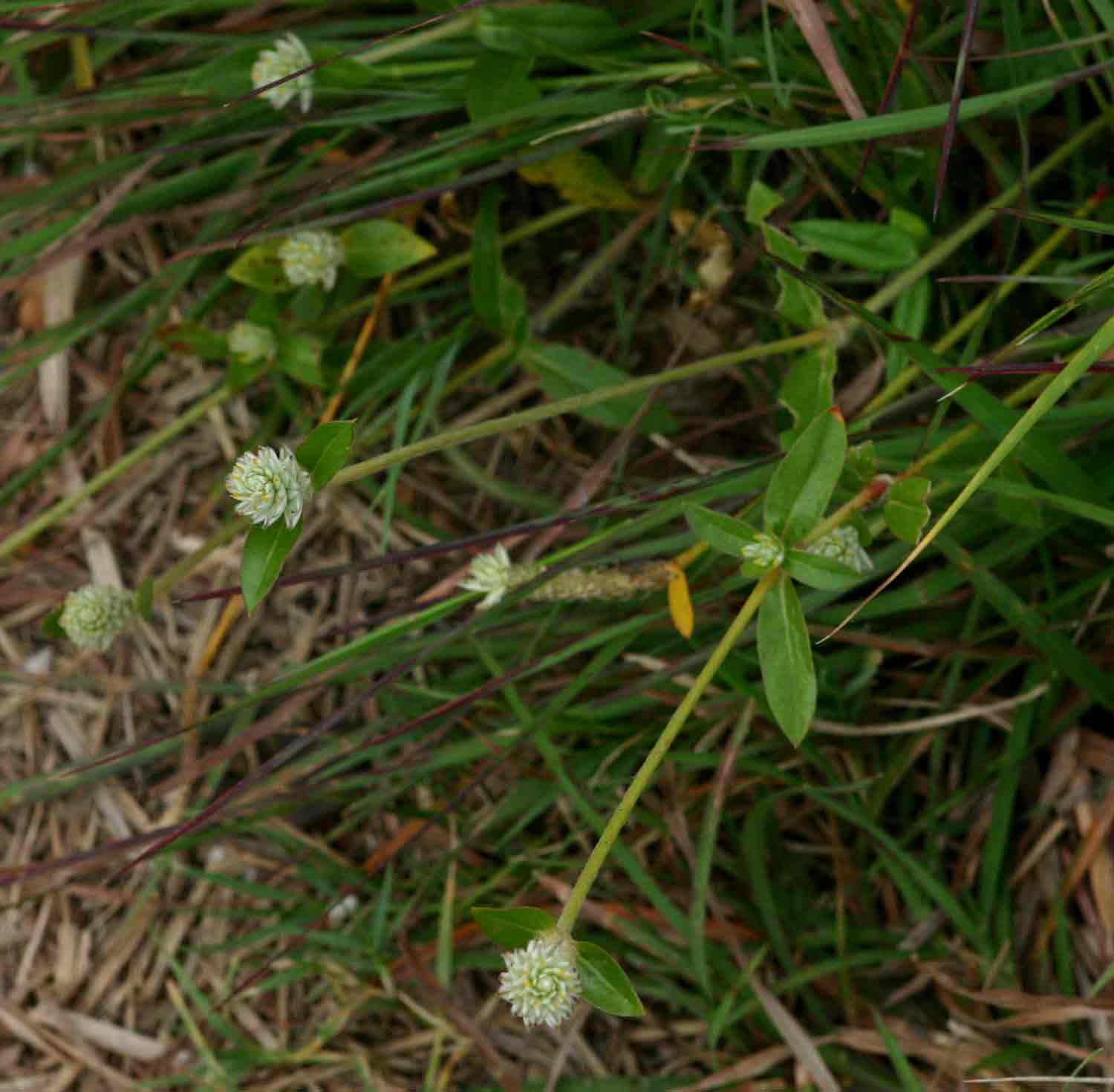 Gomphrena celosioides Gomphrena celosioides