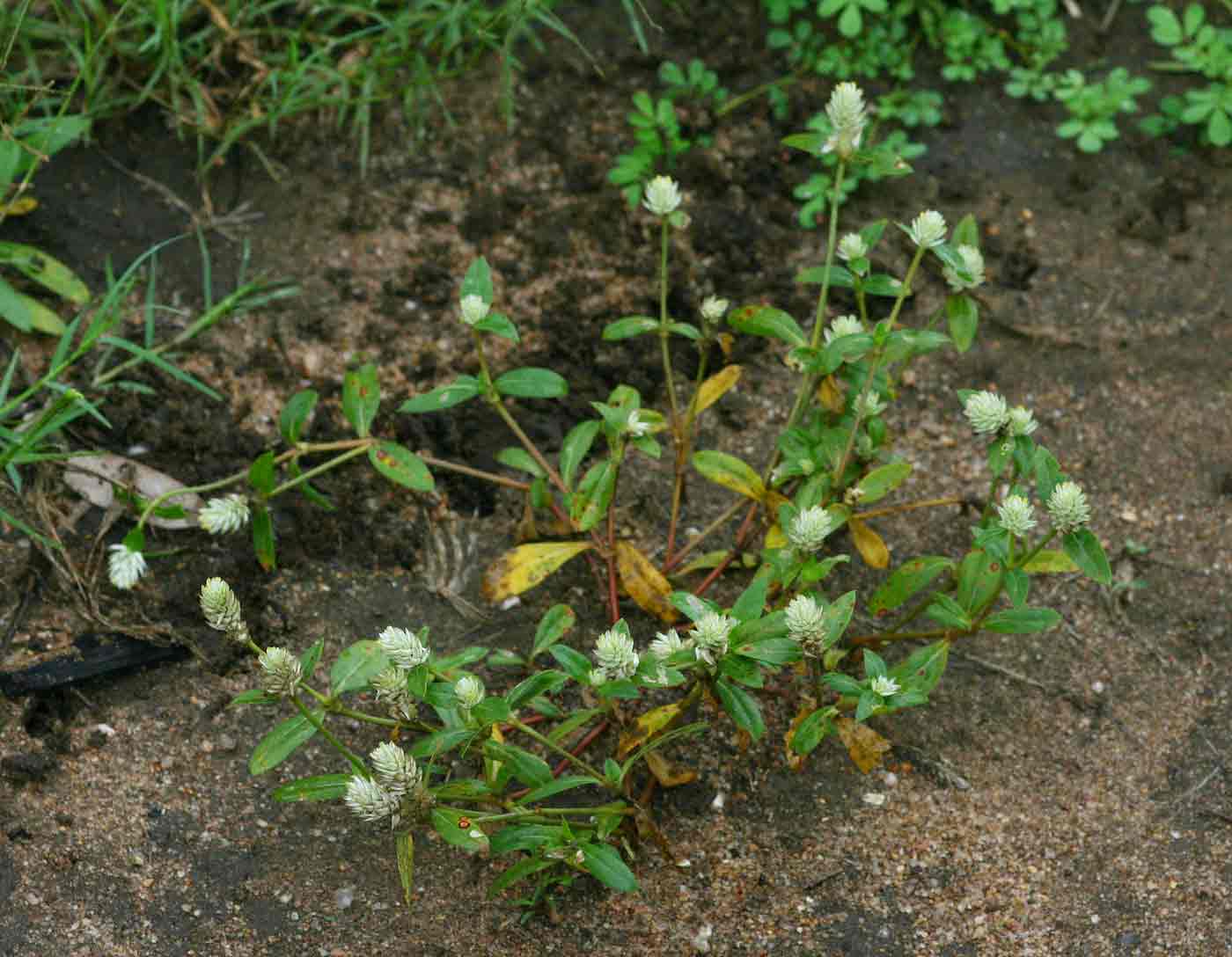 Gomphrena celosioides Gomphrena celosioides