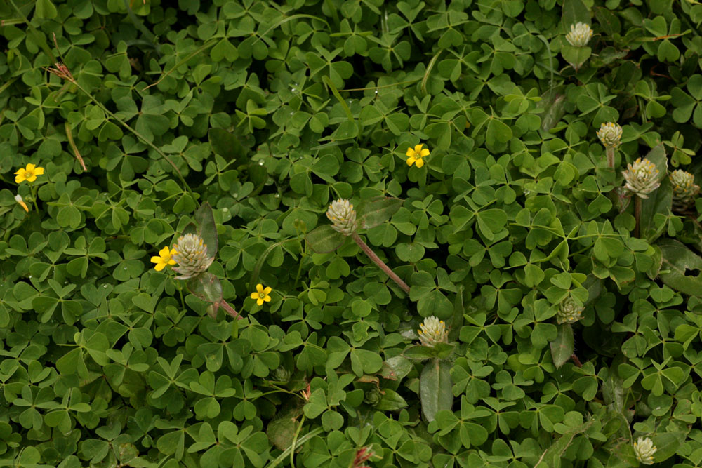Gomphrena celosioides Gomphrena celosioides