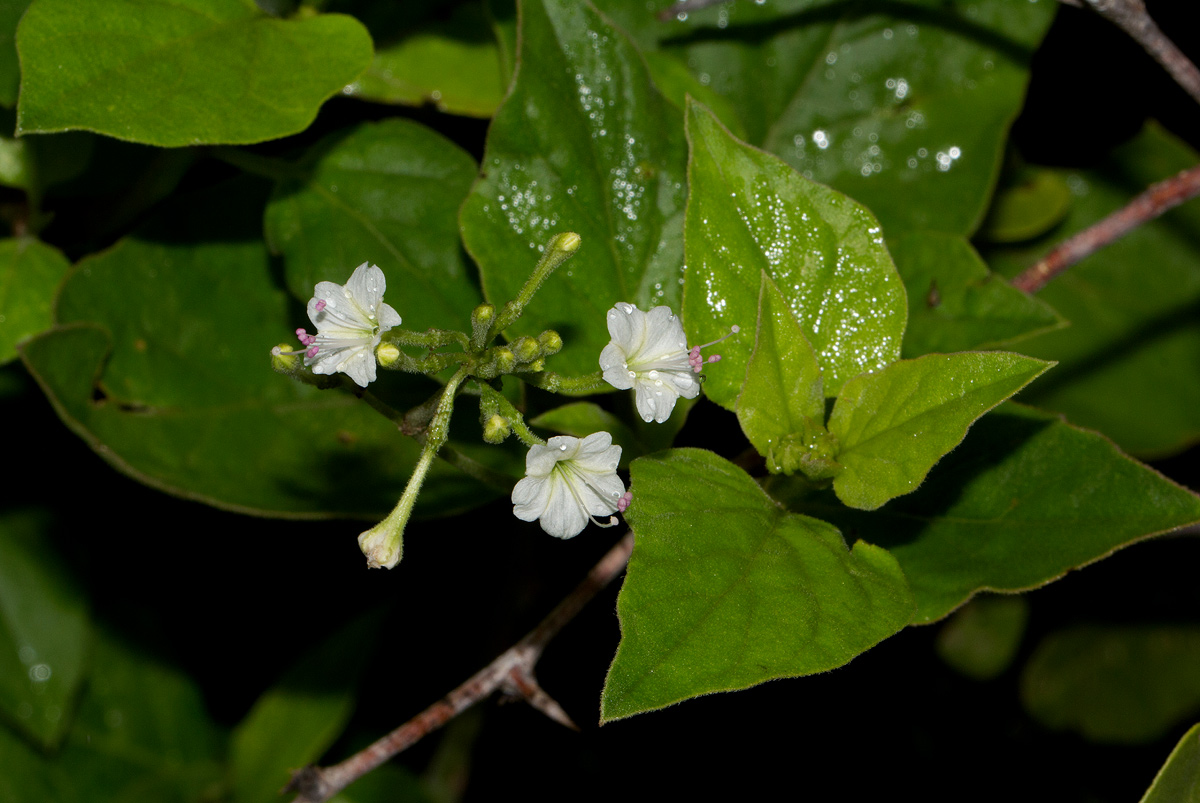 Commicarpus plumbagineus