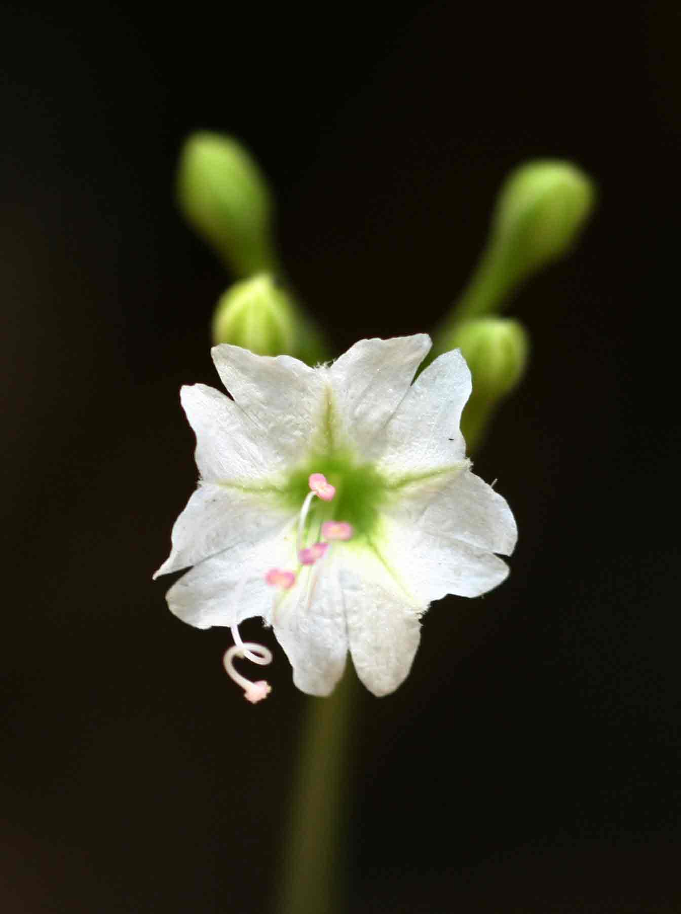 Commicarpus plumbagineus