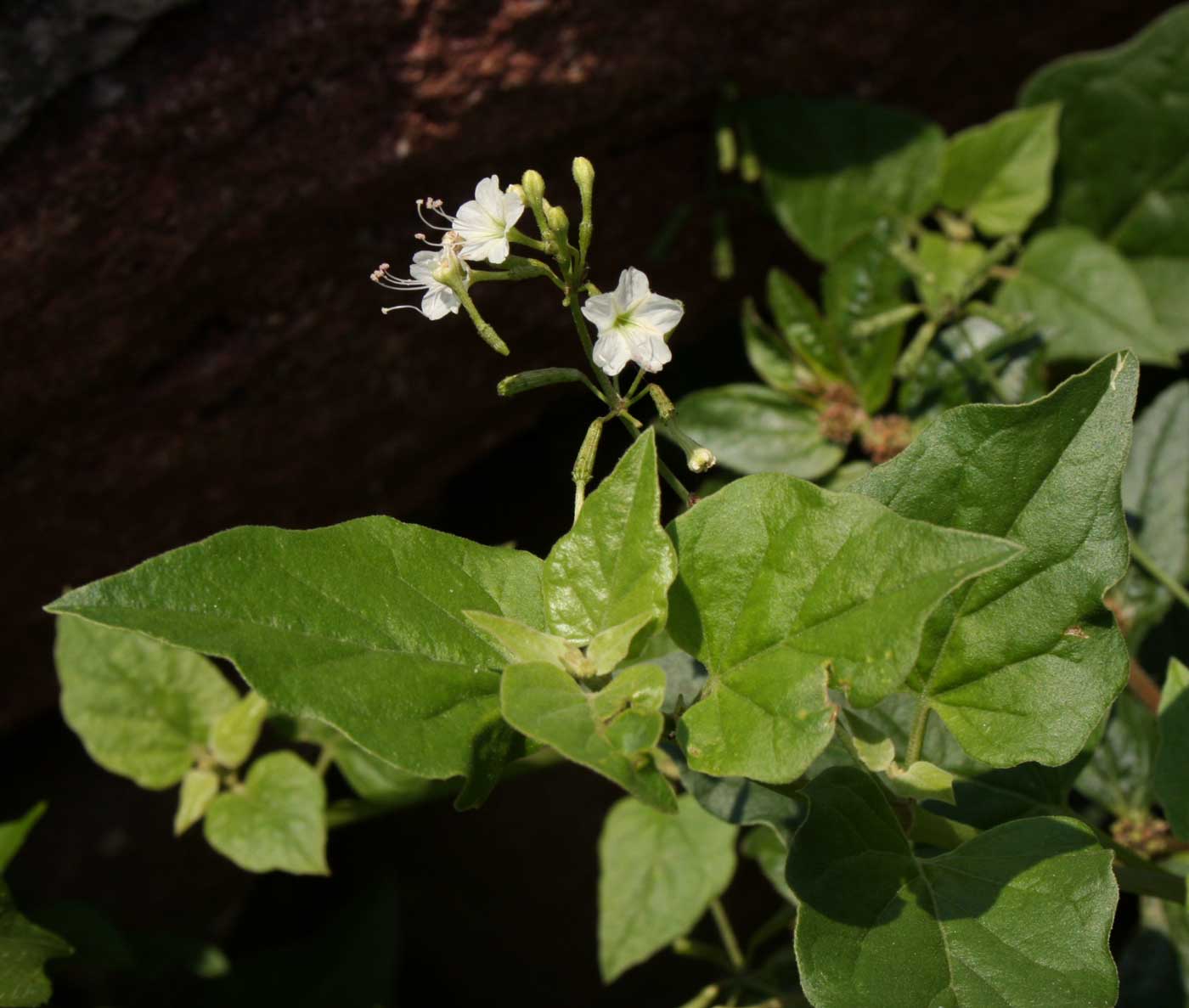 Commicarpus plumbagineus Commicarpus plumbagineus