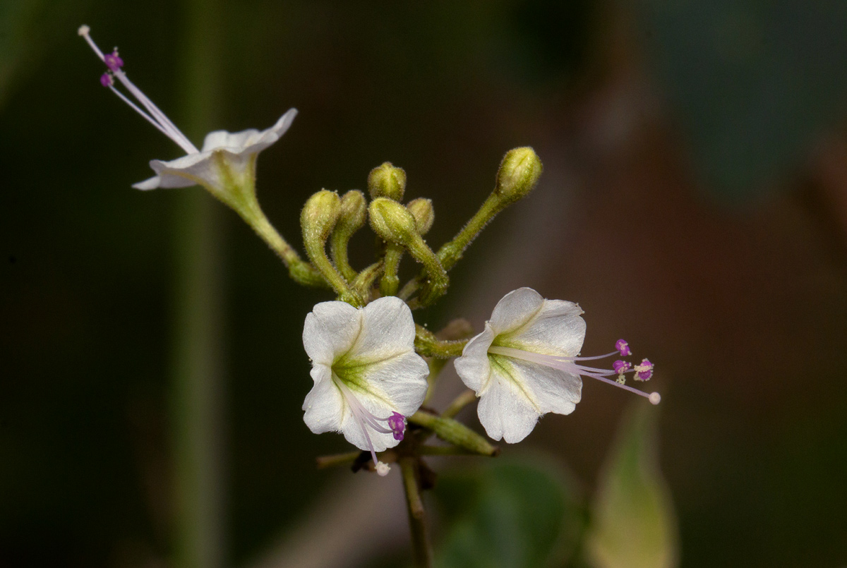 Commicarpus plumbagineus Commicarpus plumbagineus
